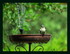 La mésange prends une douche 
