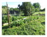 Dans mon jardin !