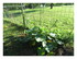 Dans mon jardin !