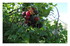 Dans mon jardin !