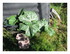 Dans mon jardin !