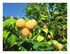 Dans mon jardin !