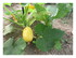 Dans mon jardin !