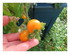 Dans mon jardin !