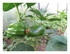 Dans mon jardin !