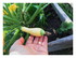 Dans mon jardin !