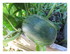 Dans mon jardin !