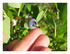 Dans mon jardin !