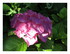 Dans mon jardin !