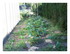 Dans mon jardin !