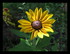 Fleurs dans mon jardin !