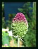 Fleurs dans mon jardin !