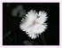 Fleurs dans mon jardin !