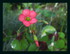 Fleurs dans mon jardin !