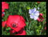 Fleurs dans mon jardin !