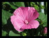 Fleurs dans mon jardin !