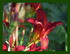 Fleurs dans mon jardin !