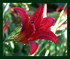 Fleurs dans mon jardin !