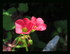 Fleurs dans mon jardin !