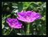 Fleurs dans mon jardin !