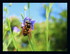 Fleurs dans mon jardin !