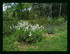 Fleurs dans mon jardin !