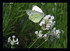 Fleurs dans mon jardin !