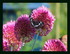 Mes fleurs !