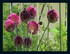 Mes fleurs !