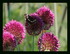 Mes fleurs !