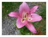 Mes fleurs !