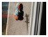 Le lézard sur ma fenêtre !