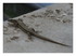Le lézard sur ma fenêtre !