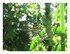 Dans mon jardin !