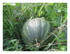 Dans mon jardin !