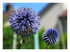 Dans mon jardin !