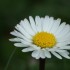 quelques photos des fleurs du jardin!