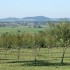 mirabelles
