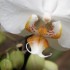 photos de mes Orchidées et insectes !