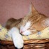 Les chats de la famille