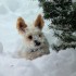 les bestioles et la neige
