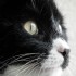 Le chat transformiste et autres blagues!