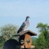 l'histoire de coco le pigeon voyageur