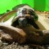 Arobase la petite tortue