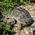 La tortue