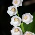 le muguet du 1er mai