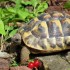 arobase la tortue