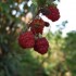 confiture de framboises