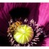 les insectes
