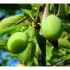 les mirabelles